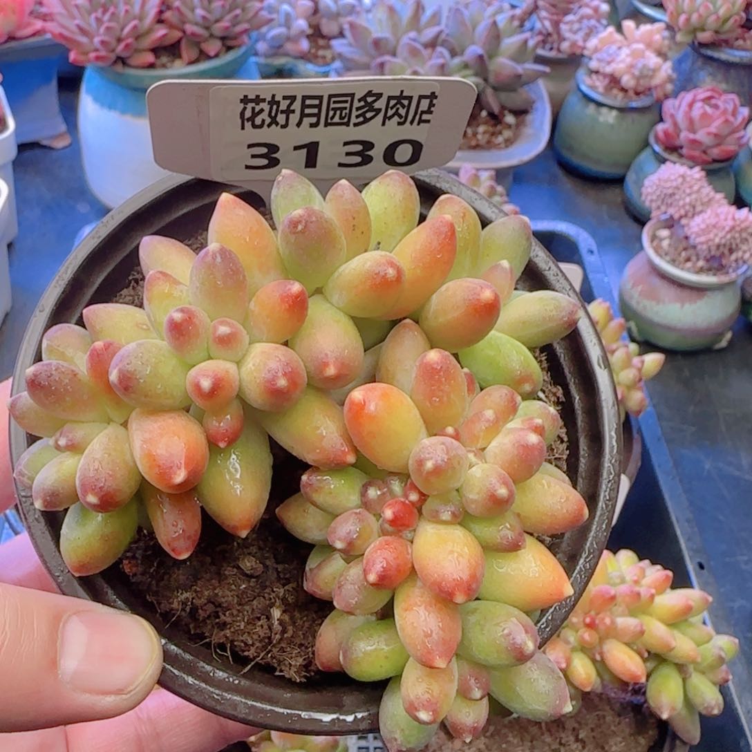 多肉3130………………………………