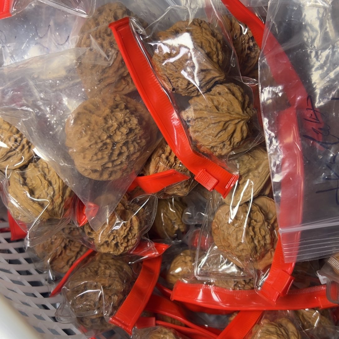 到***.吊坠文玩核桃哈哈哈哈哈哈