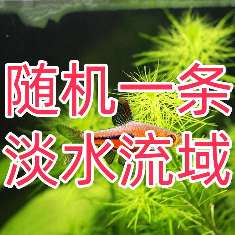 【妖记水族】灯鱼集合