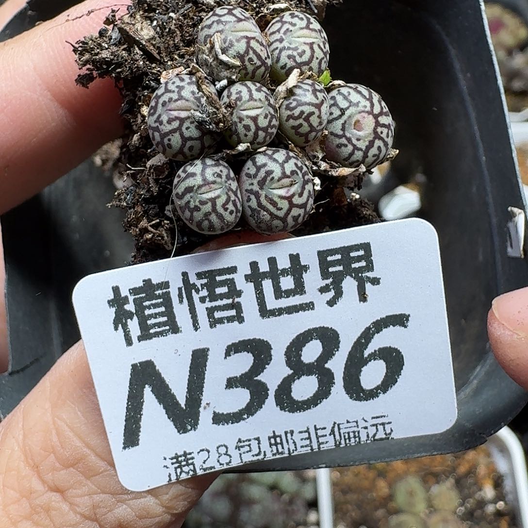 多肉植物的润泽fbh