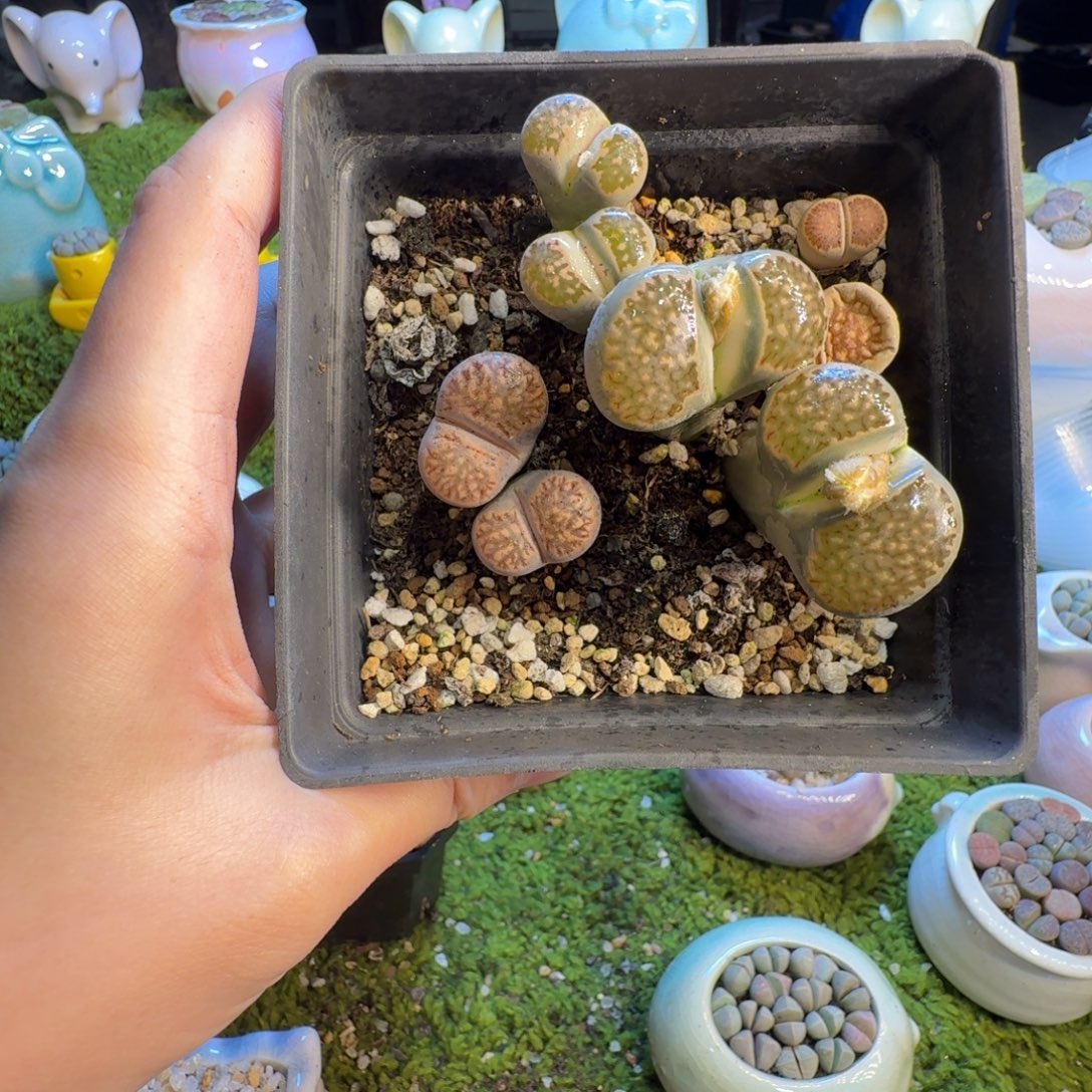 一***你多肉葡萄的味道真的1408