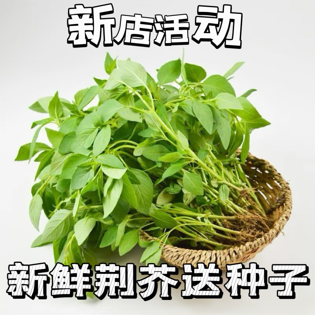 河南荆芥菜新鲜现摘带根清香大叶调味蔬菜包邮