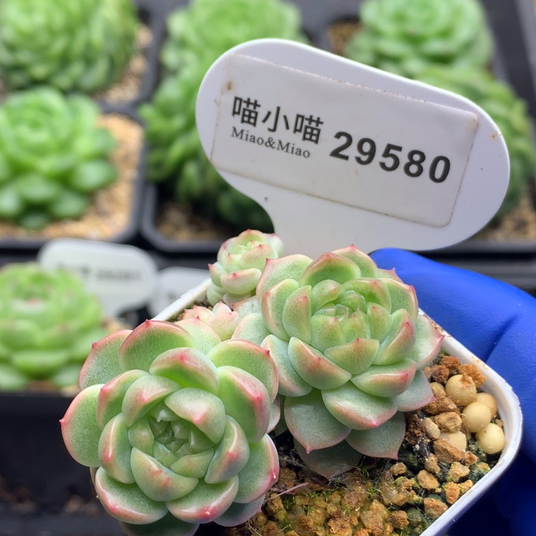 多肉植物杂交珍妮