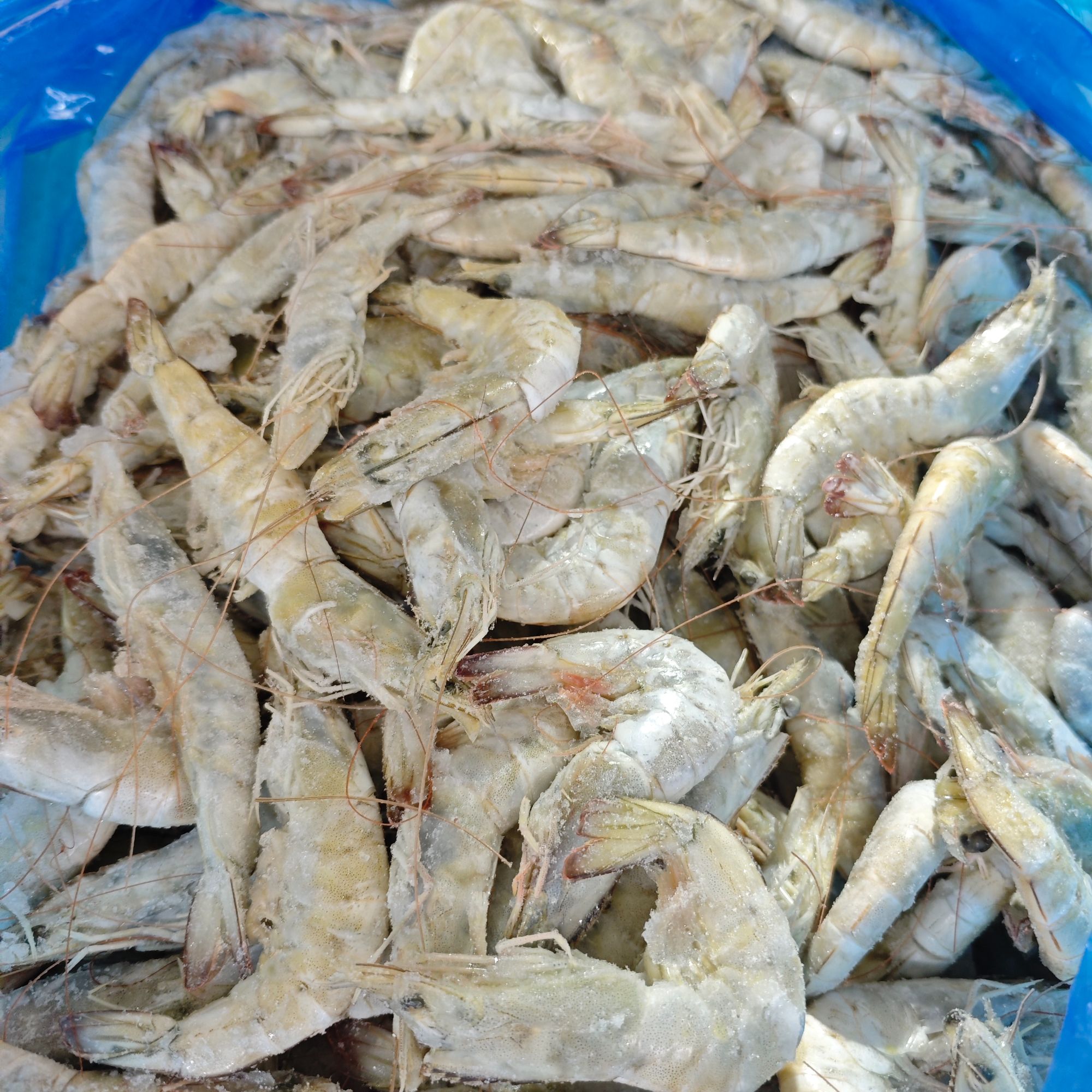2025新鲜大青虾30规格批发价3斤装