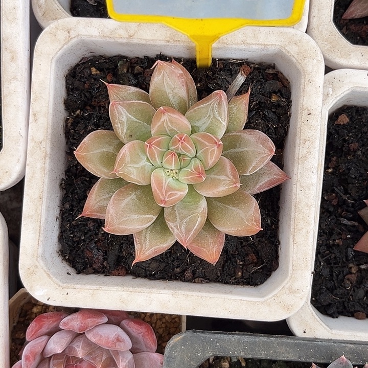 多肉植物魔王个体896