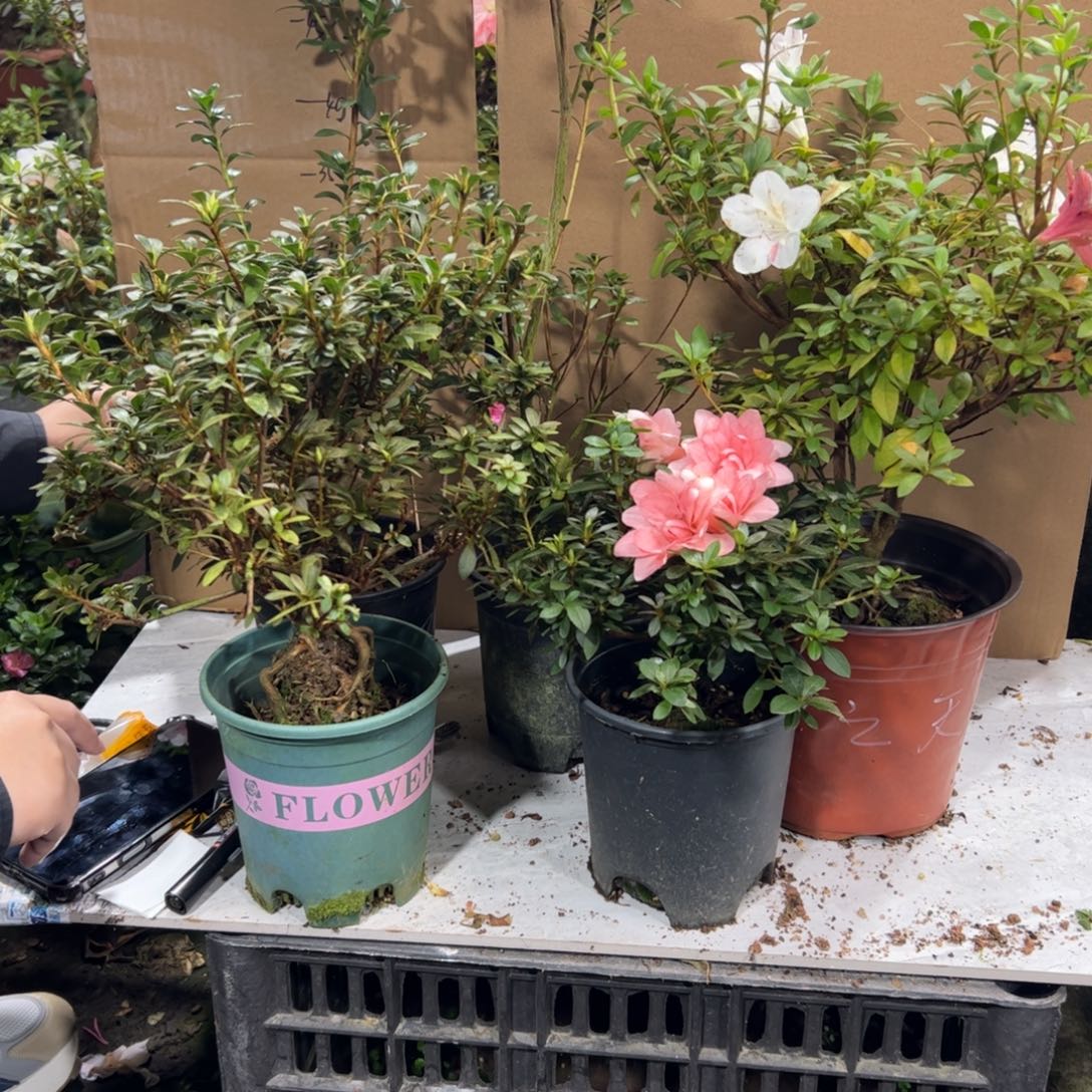 龍***柒完全开放初冠雪，莹，双云之光，红之天使