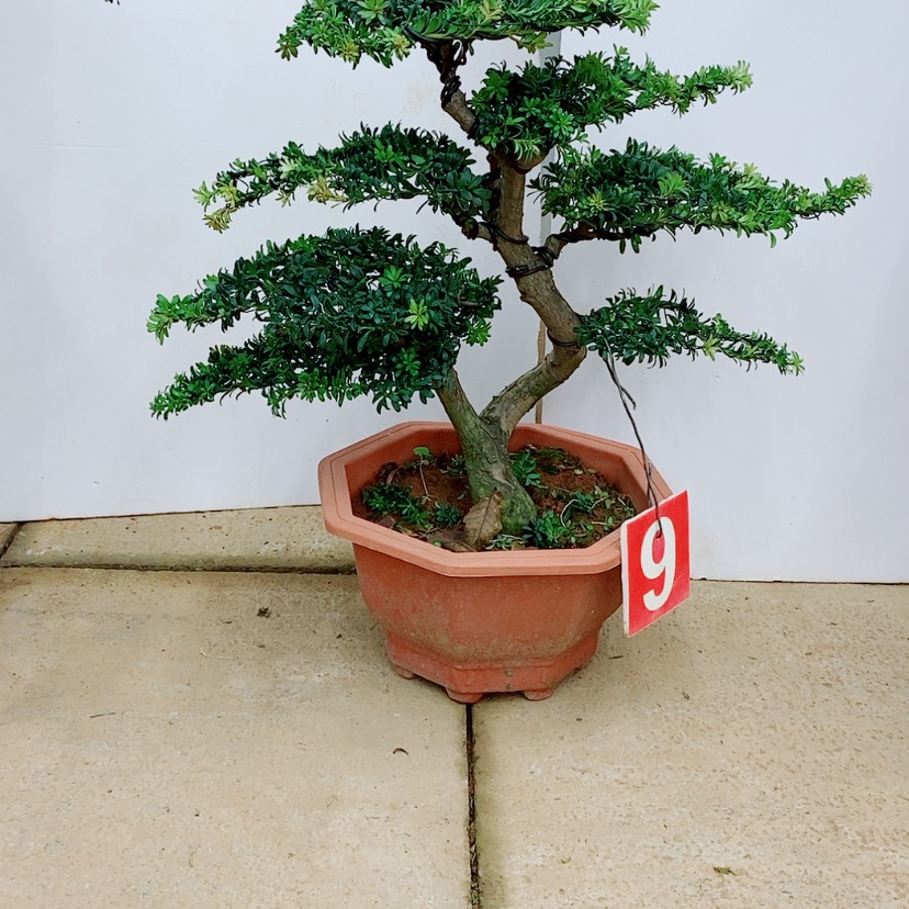 【闪购商品】罗汉松