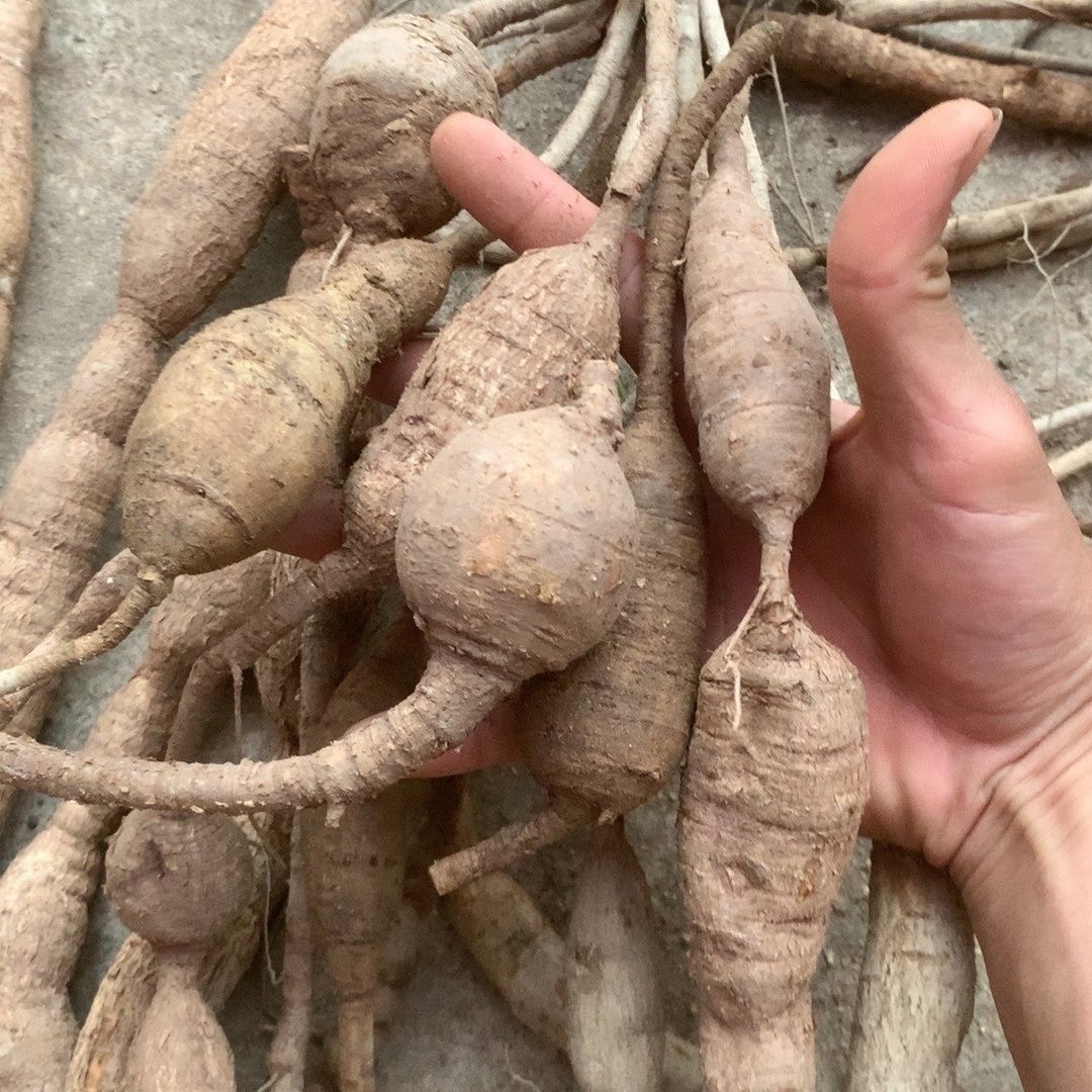 牛大力煲汤泡酒。现场打秤。直播专用