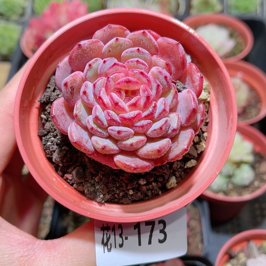 花利美13-173哈尼