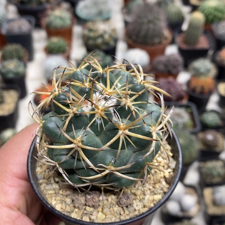 实生天丝象牙特价