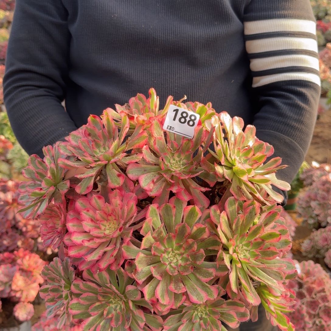 188红铜多肉植物