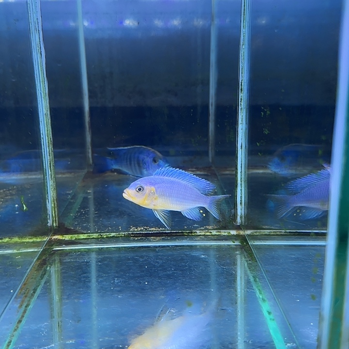 桂***润海水鱼85号11111111