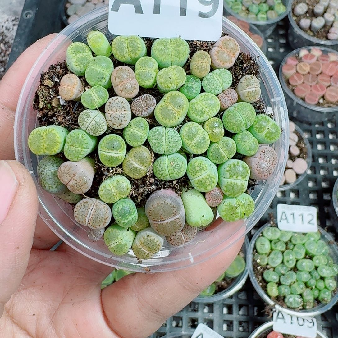 119多肉植物多肉植物