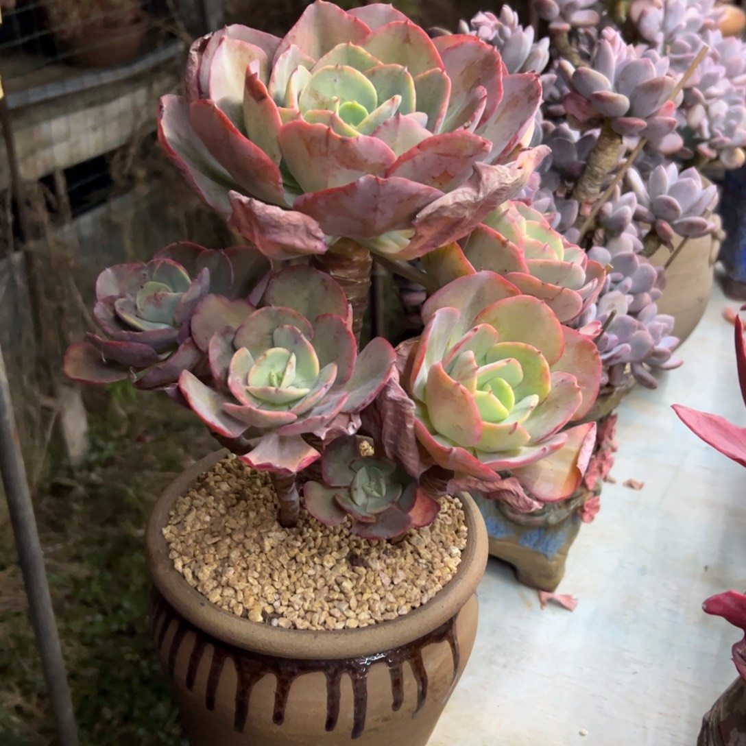 沙琪玛48 零零多肉植物