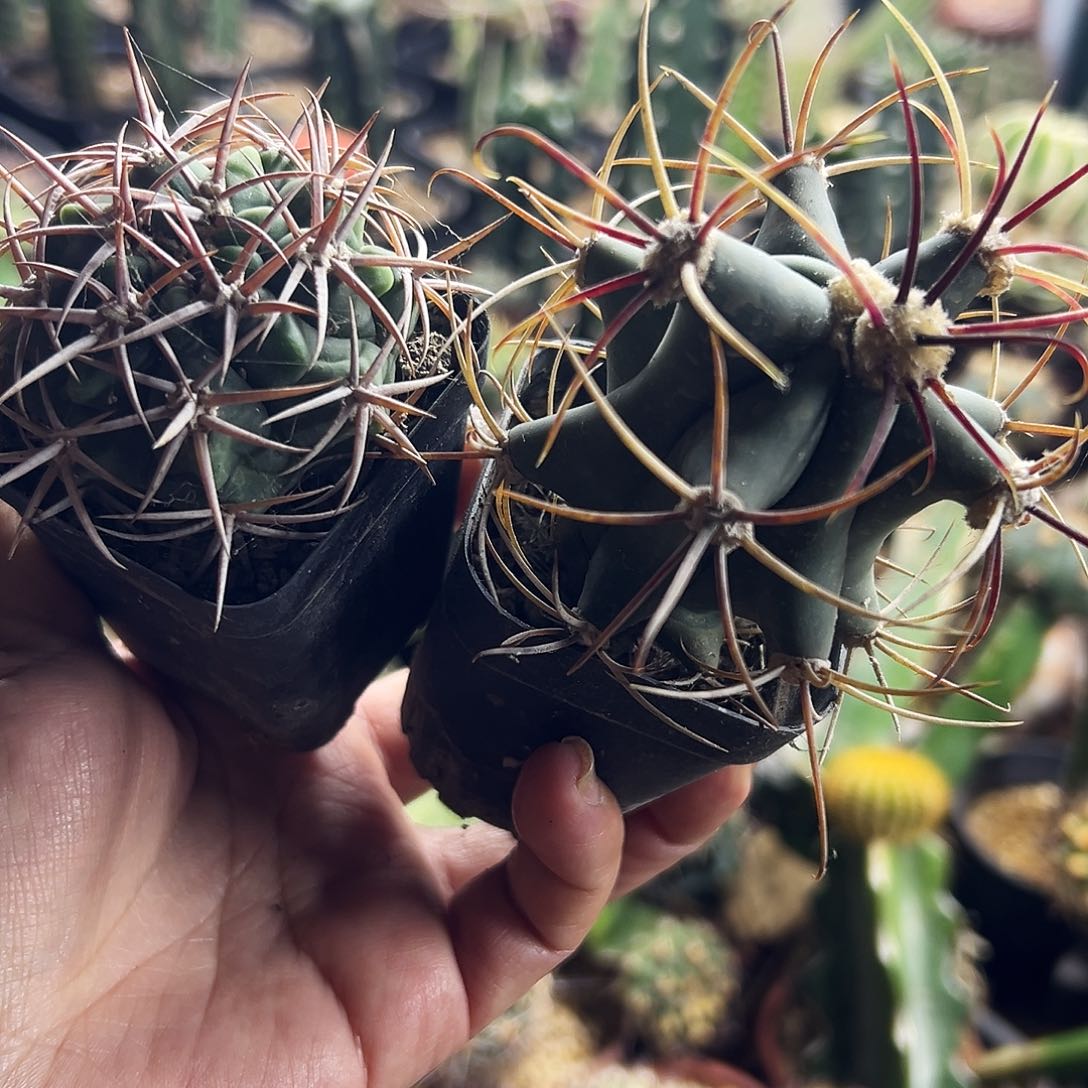 组合福利仙人球111111111