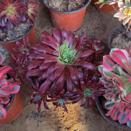 孔雀锦9.9多肉植物