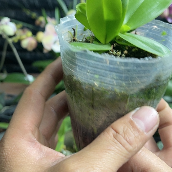 是***-当前无花栽培后可以开花糯米团子