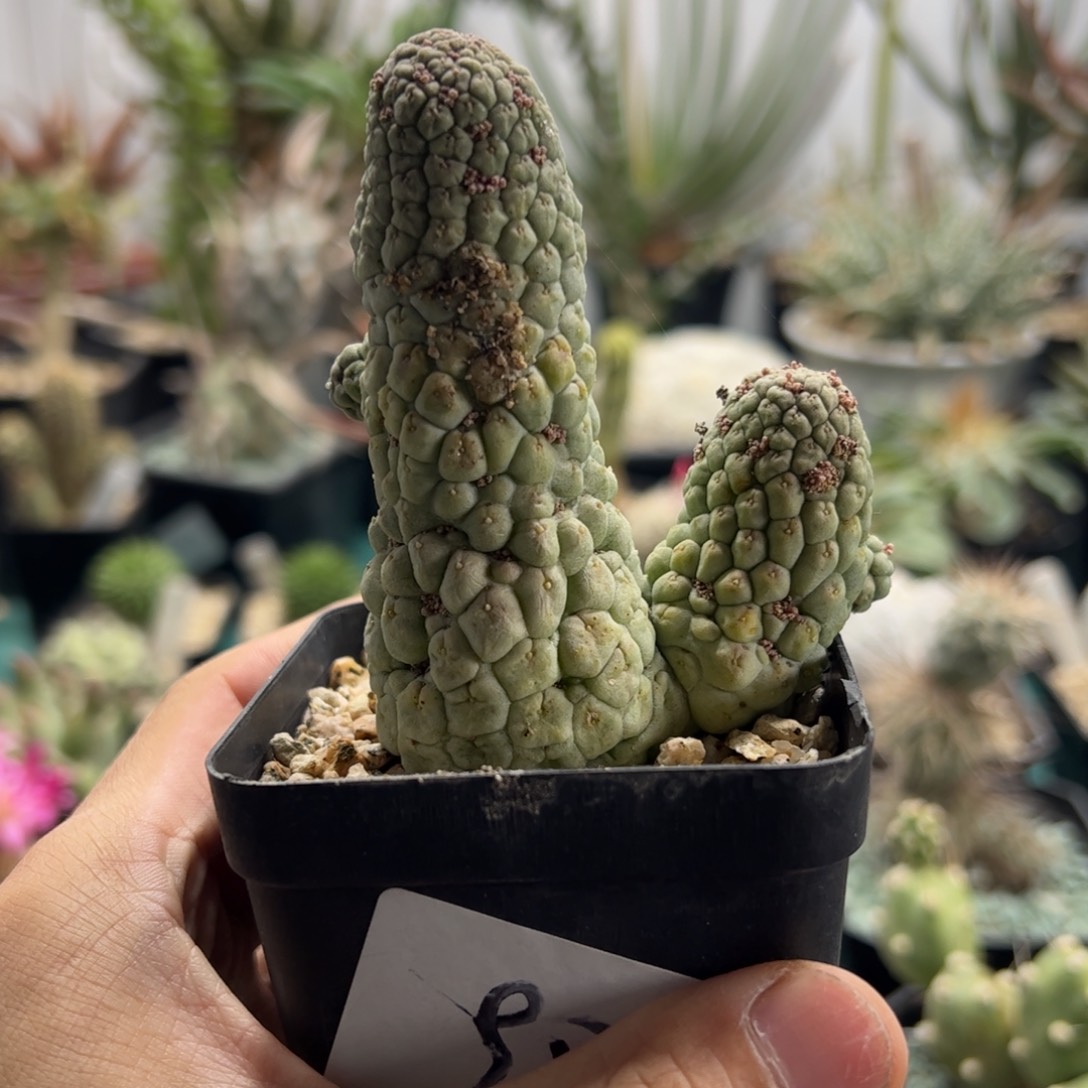 佛头玉 侧芽繁殖脱土发货 