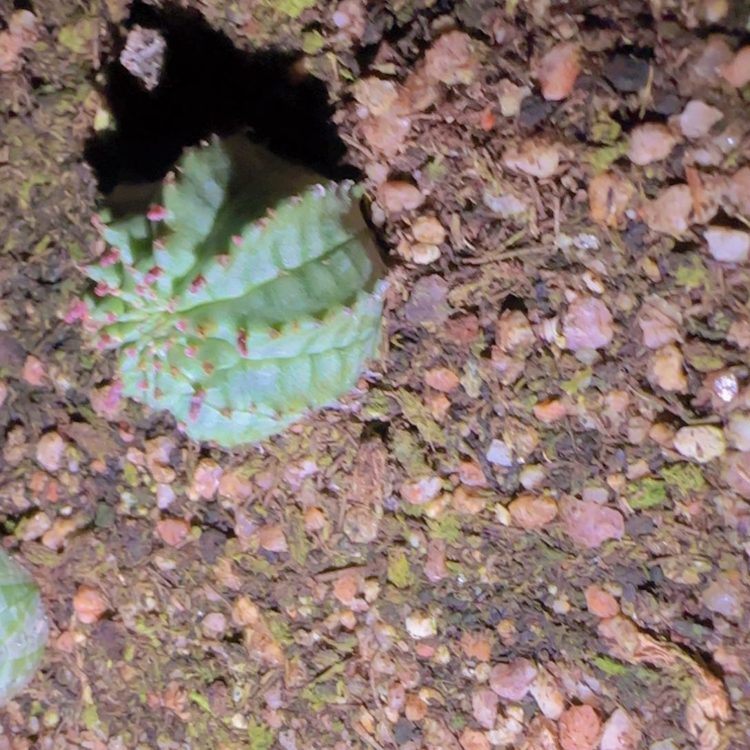 ?****人块根植物块根植物