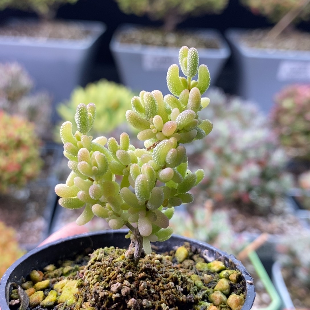 2152米粒锦 。      