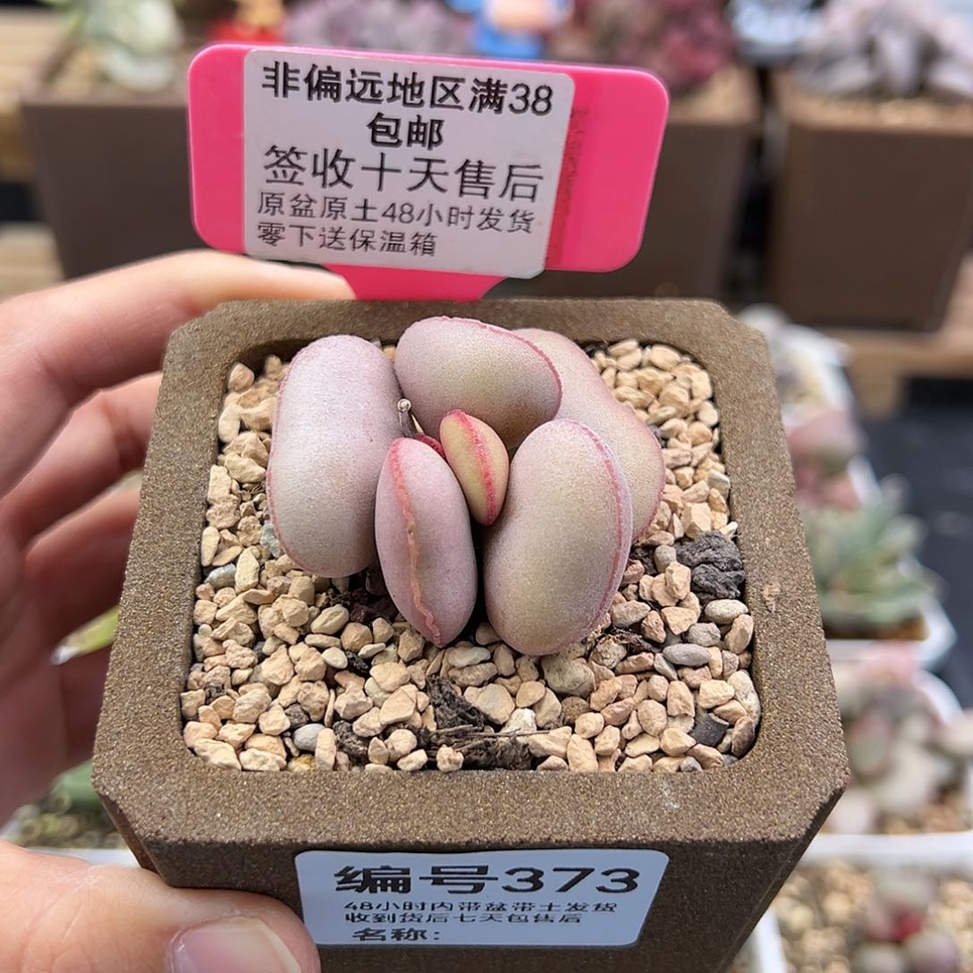 373白肌红蛋多肉