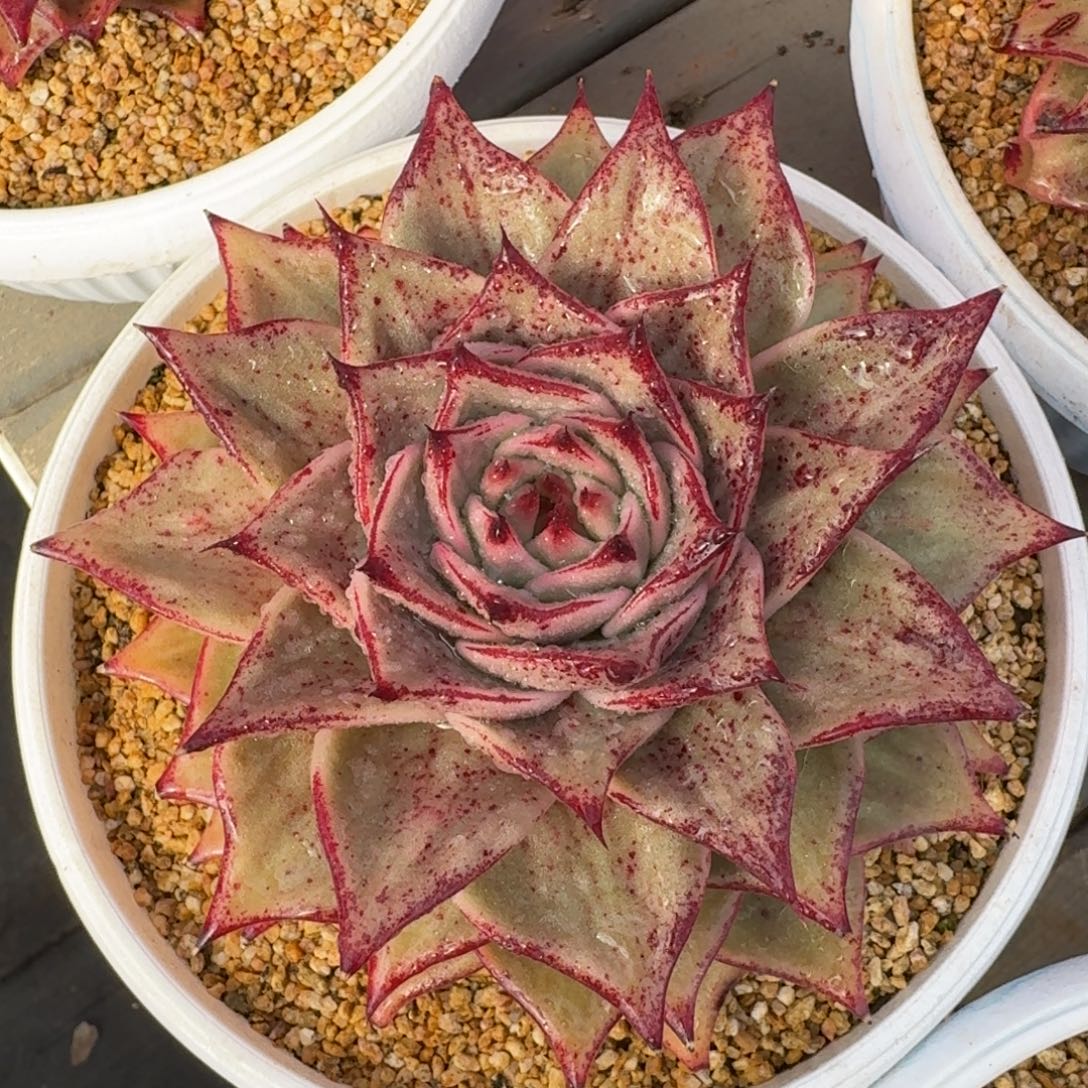 从前慢花园多肉编号-星星锦