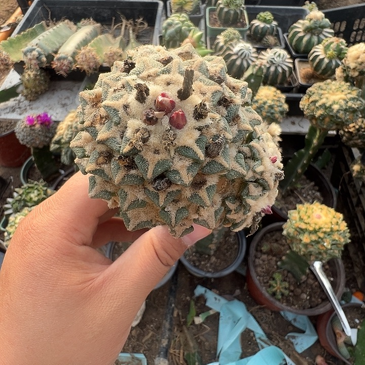 7.4苗接黑牡丹仙人球898