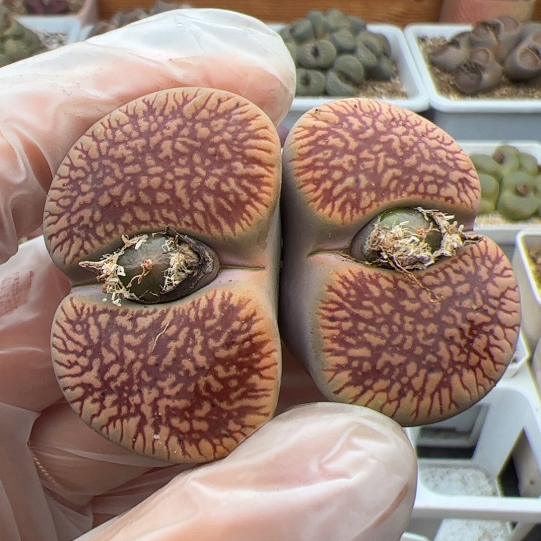 0583号 光阳多肉植物