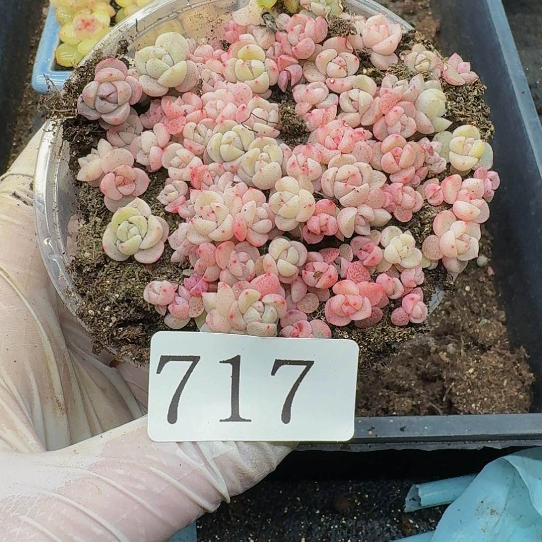 多肉植物多肉植物717