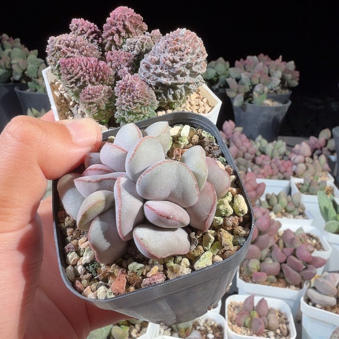 用***9朱紫玉红蛋              