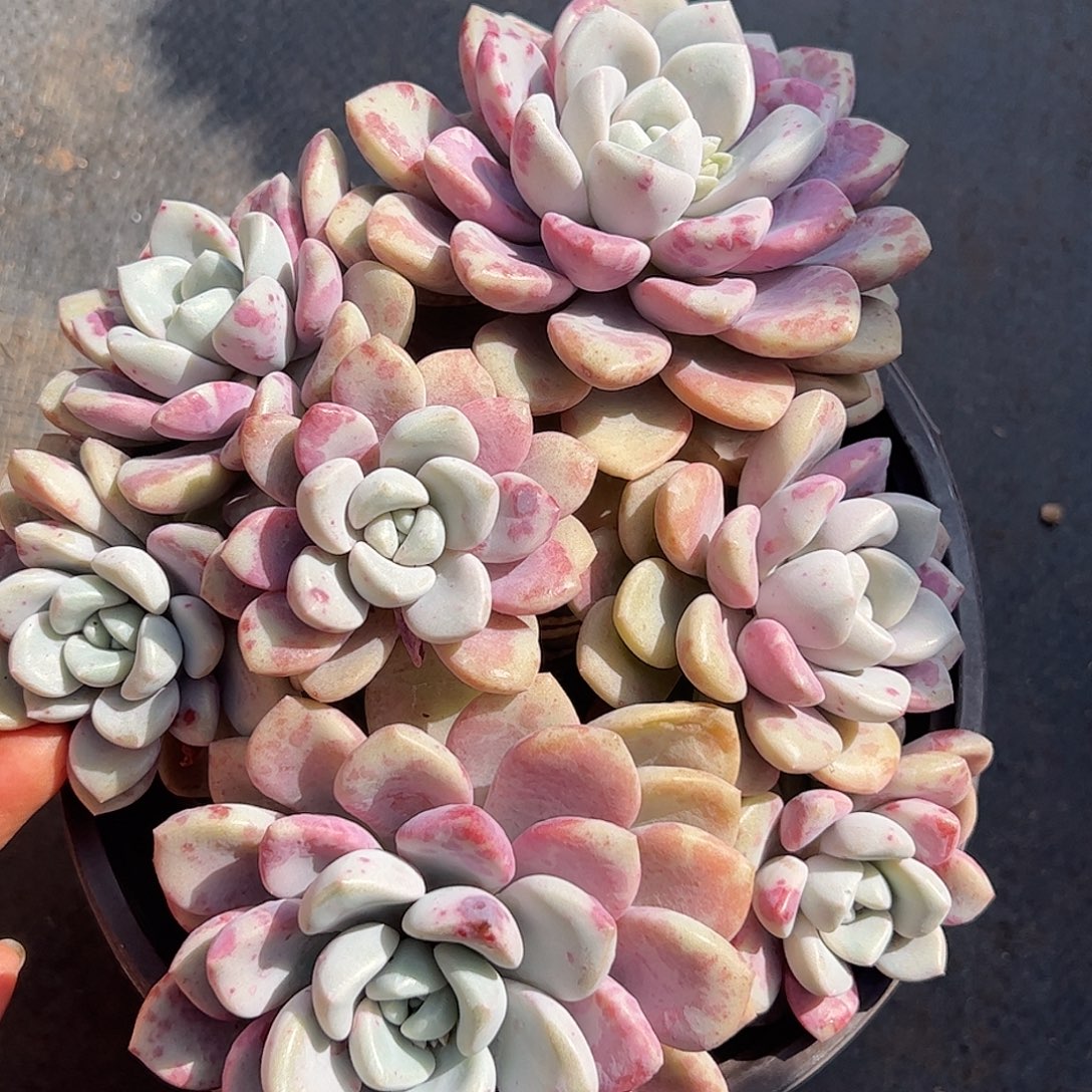 花斑鹿大群，一物一拍