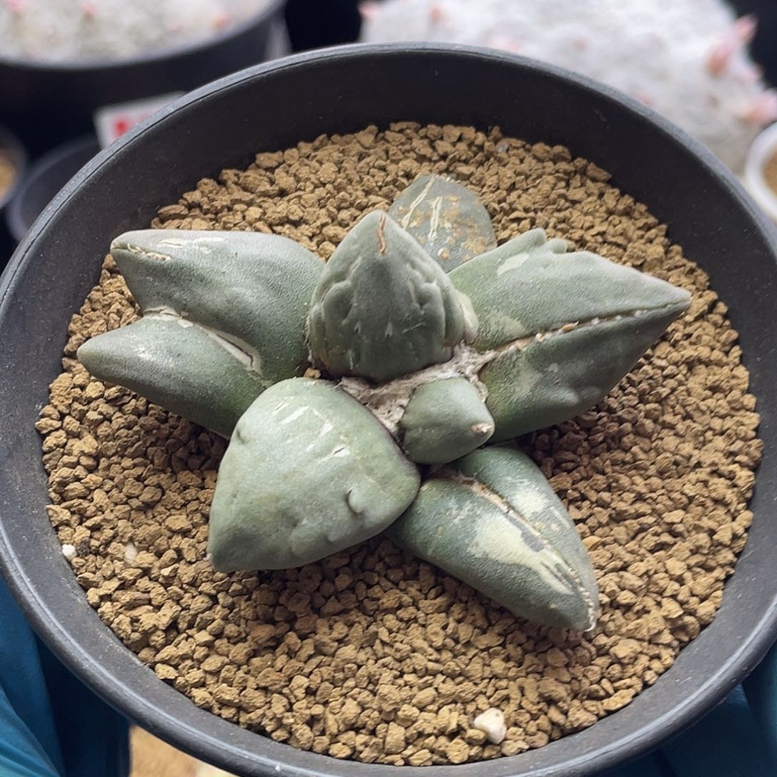 恋山蛋尤牡丹变异