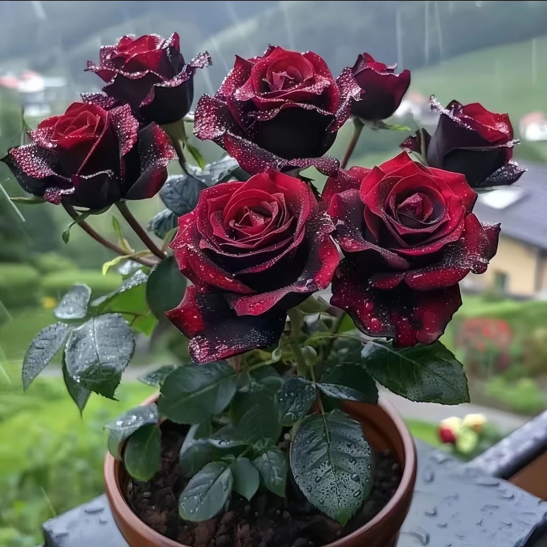 黑巴克玖瑰花苗绿植盆栽四季开花苗庭院绿化植物月季玫瑰阳台花卉