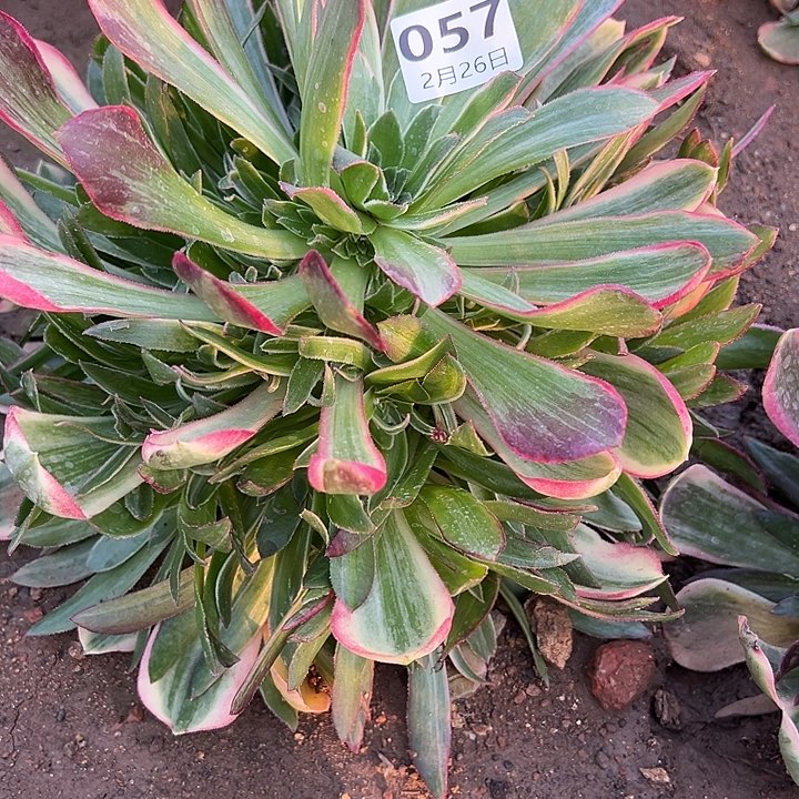 2.26-57男神多肉植物1