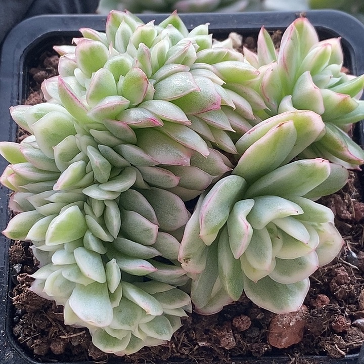 东云锦缀多肉植物