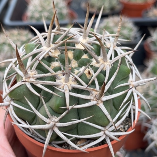 当前无花栽培后可以开花实生碧岩玉