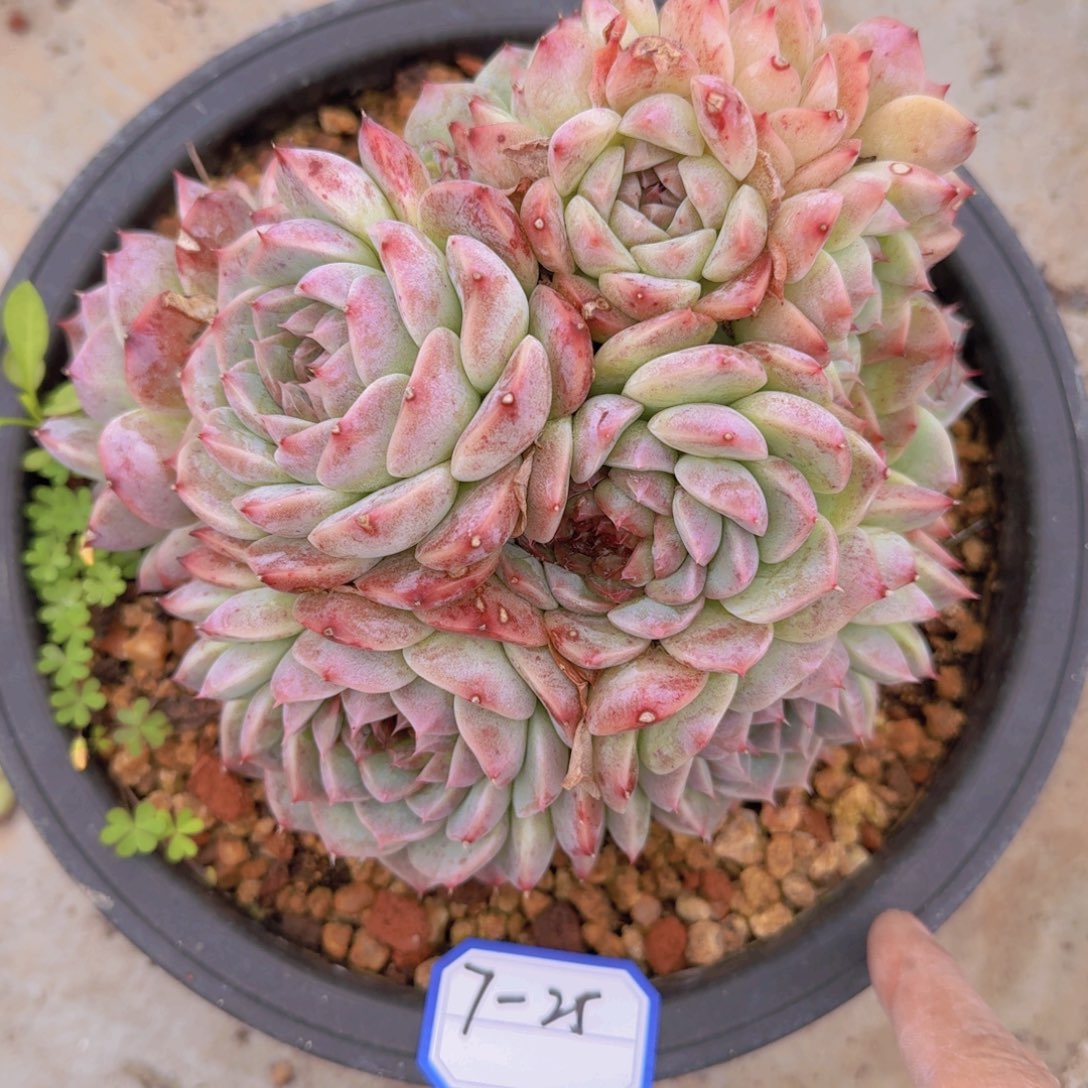 7-25天鹅绒凡艺多肉