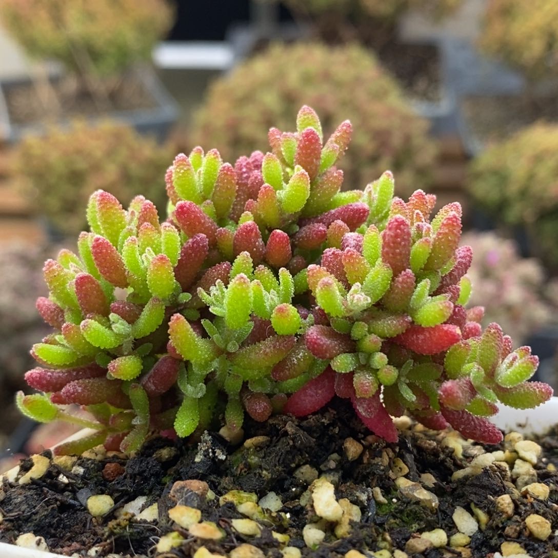 新品枝干番杏5929