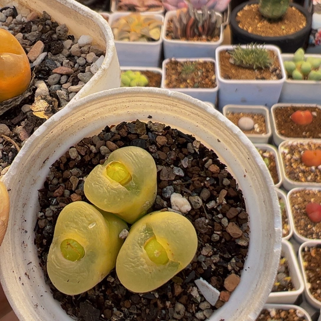 闲***风36多肉植物百科植物