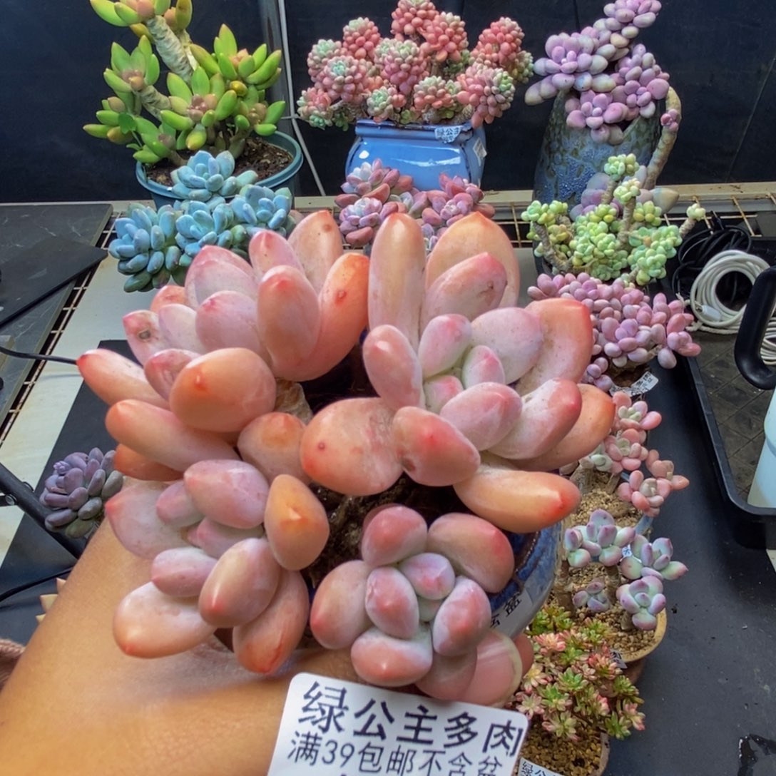 691丸叶香水多肉8c m