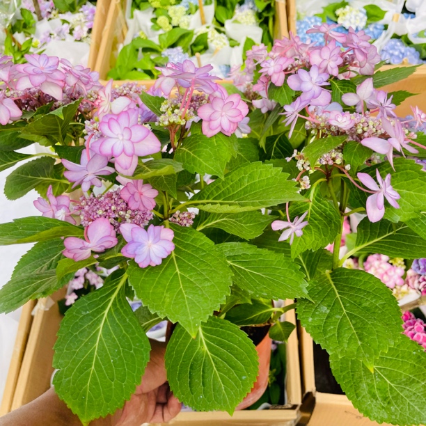 女儿节绣球花 室内开花植物