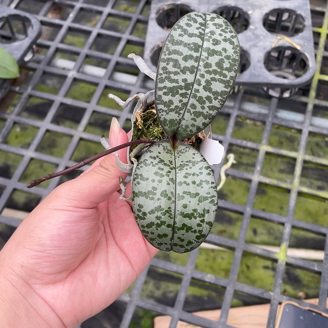 完全开放脉纹606分生西 抽梗苗