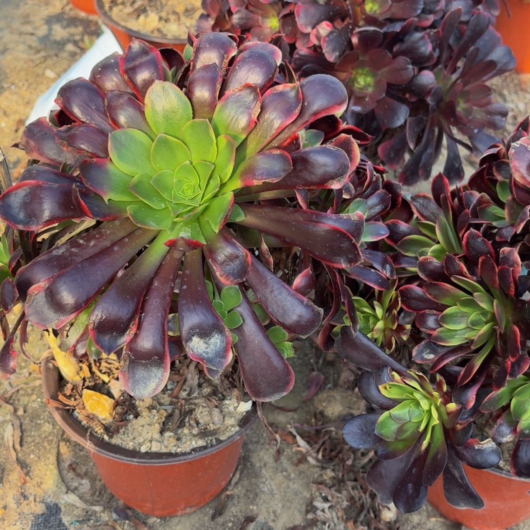 欧经理多肉植物捧花6