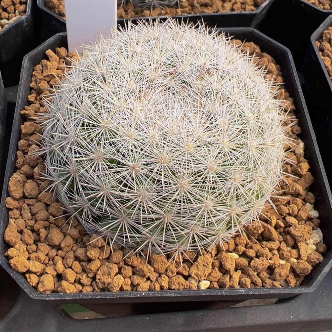 527实生根满月多肉植物带盆土