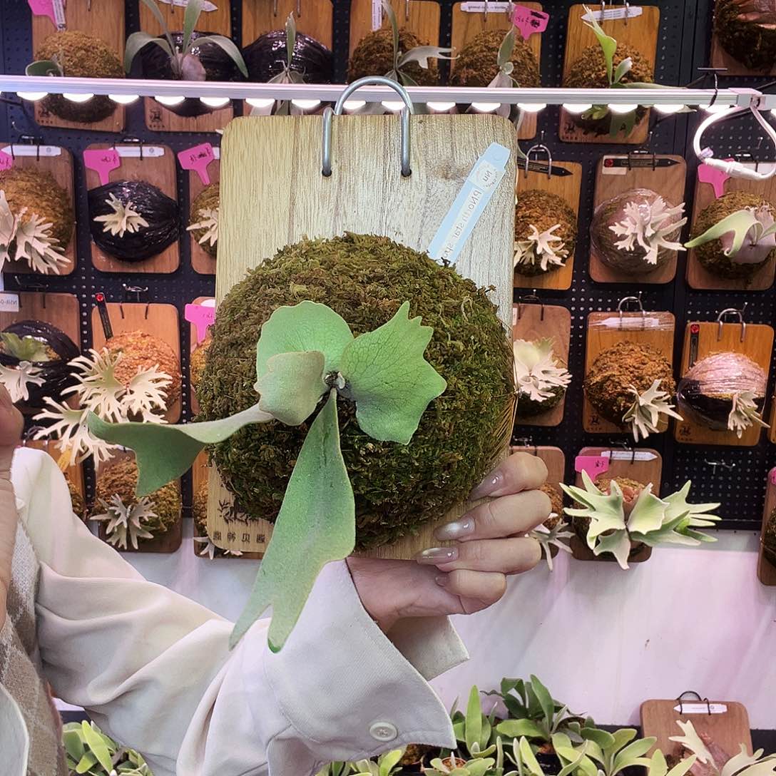 秒杀 nukul 北极星