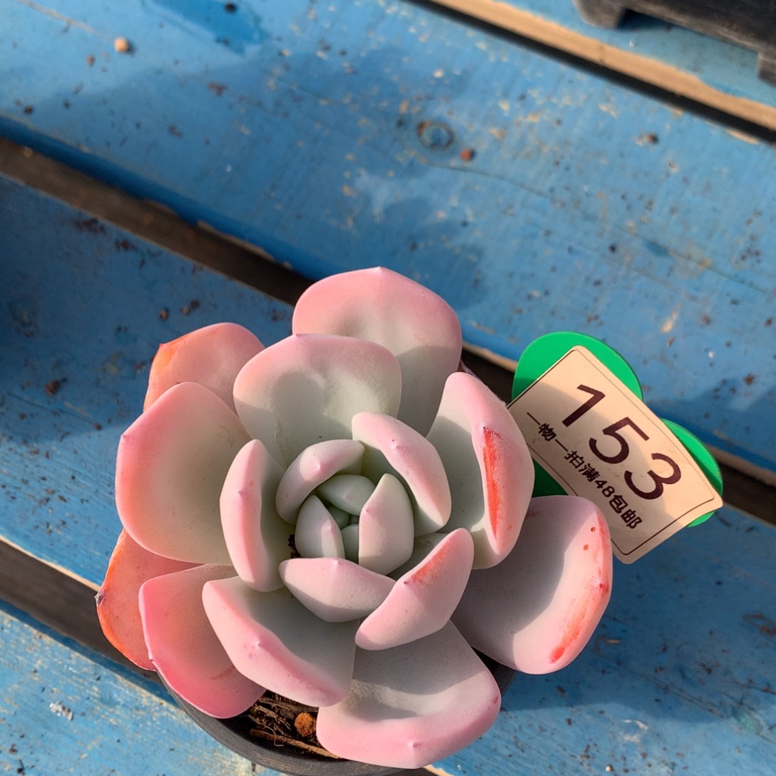 杰***子韩版奶茶老桩单头153