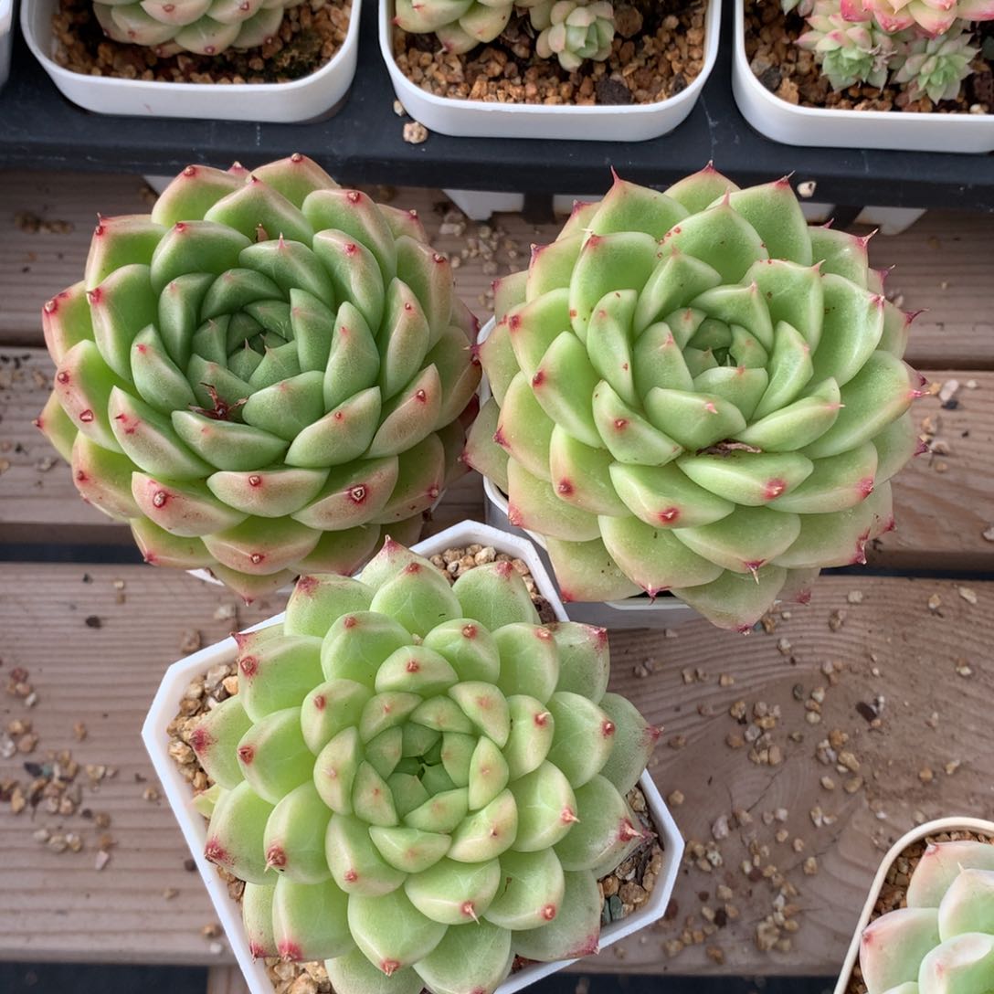 0617-113 麦杆三颗