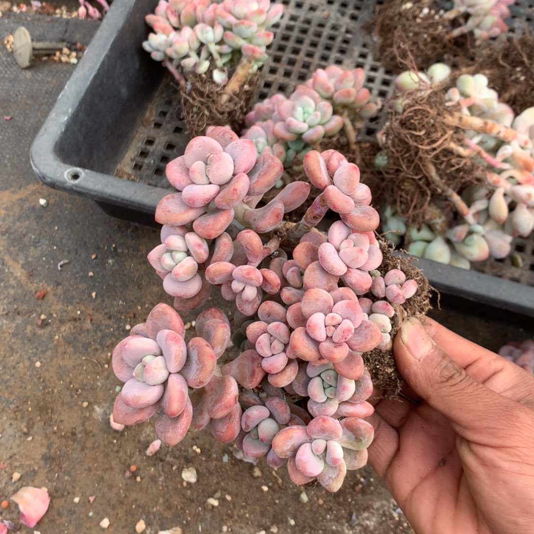 我不晓得咋搞诶噢啊