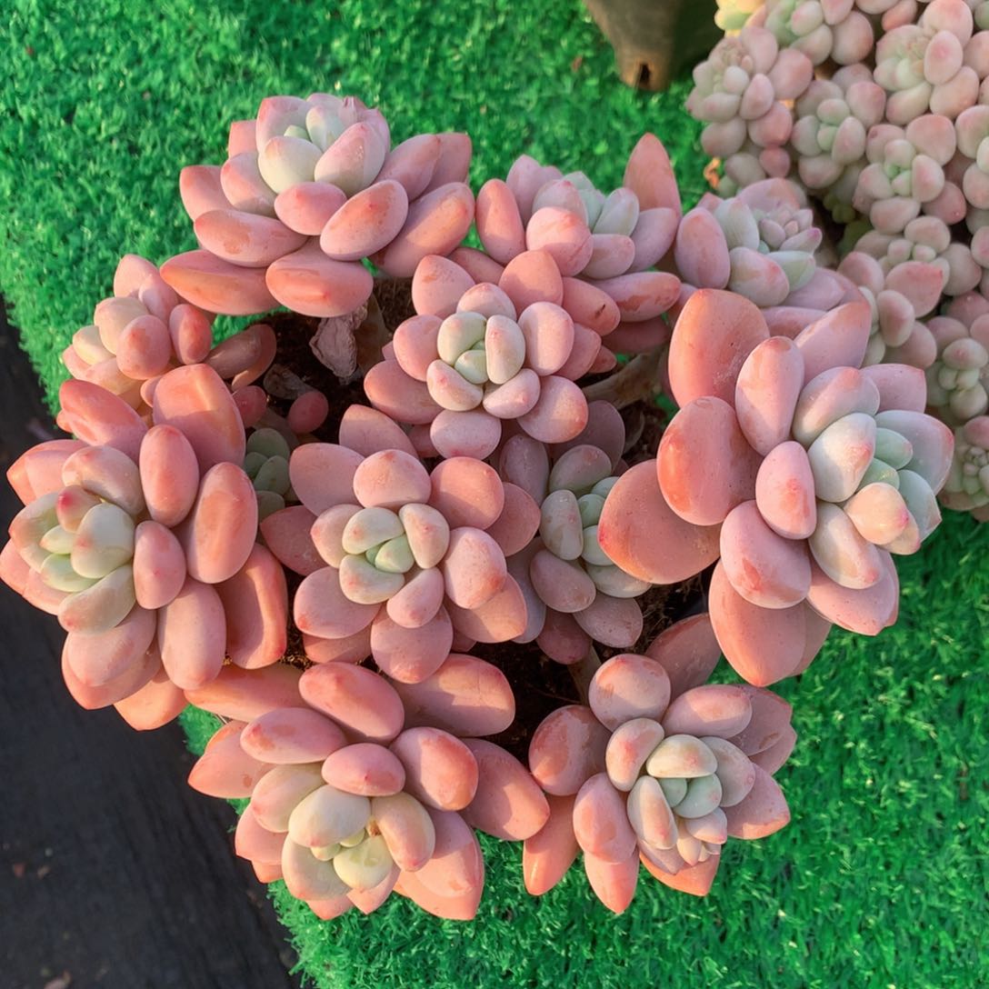 平头红洛神一物一拍