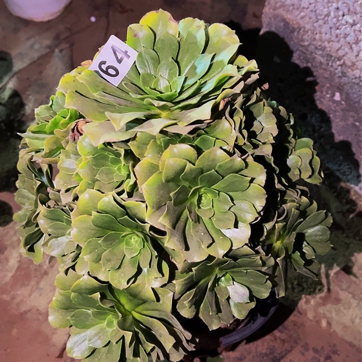 064知夏多肉植物处理不售后